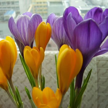 Крокусы: посадка, размножение и уход в домашних условиях - Flowers.ua