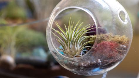 How To Care For An Air Plant Garden Beds