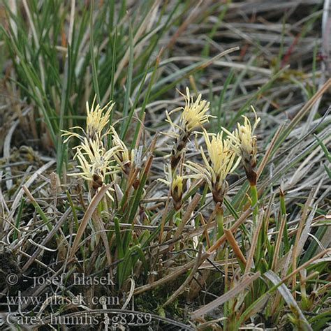 Carex Humilis Alchetron The Free Social Encyclopedia