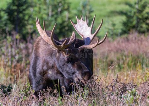 Bull Moose With Freshly Shed Antler Velvet In The Colorado Rocky