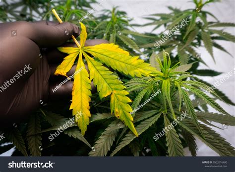 716 Cannabis Fertilizers Images, Stock Photos & Vectors | Shutterstock