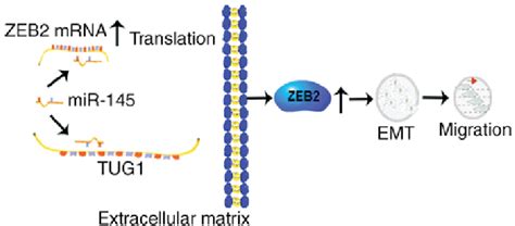 Schematic Illustration Of TUG1 Altering EMT Through MiR 145 In The