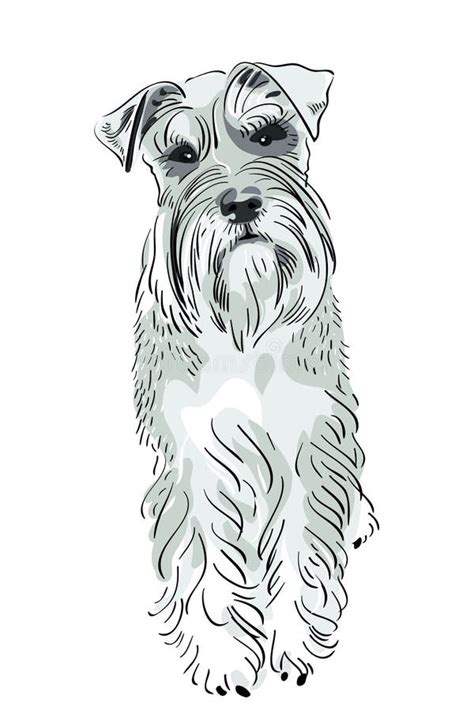 Perro Del Schnauzer Miniatura Del Vector Ilustración del Vector