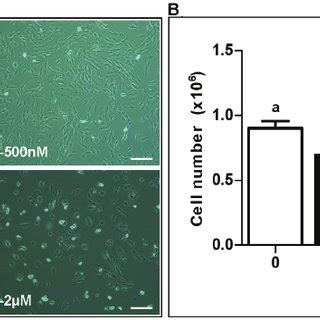 The Gper Antagonist G Does Not Attenuate G Induced Reduction Of Kgn