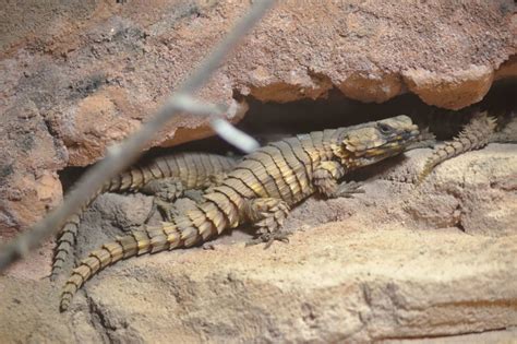 Armadillo Girdled Lizard – Facts, Description, Habitat, Size, Pictures