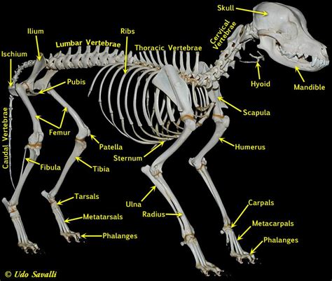 Dog Bone Structure Diagram The Skull Of A Dog Structure Of T