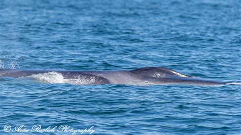 Artie Raslich Photography | Finback Whale in NYC...NOW that's nuts!