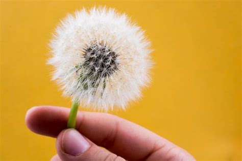 Premium Photo | White dandelion