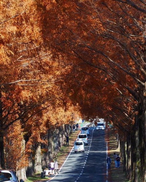 マキノ高原・メタセコイア並木（紅葉）滋賀県高島市の観光・撮影スポットの名所 東海カメラマップ