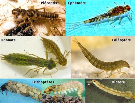 INSECTES AQUATIQUES Tout vous serez tout sur ces petites bêtes à six