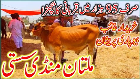 Multan Mandi Latest Update Today Routine Janwar Mandi Update Cow