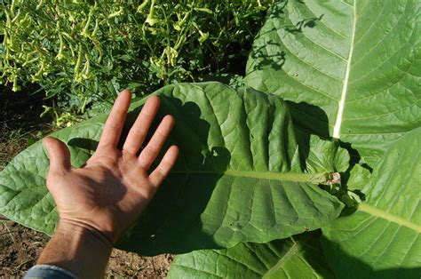 Virginia Tobacco Seed (Tabacum species) - The Plant Good Seed Company