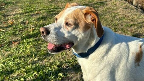 Cane Resta Incastrato In Un Tubo Al Mussotto Liberato Dai Vigili Del Fuoco