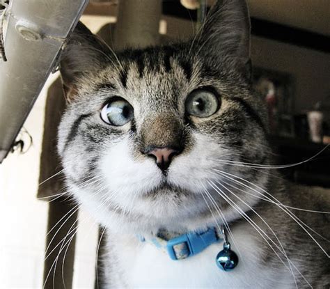 Meet Spangles, the cutest crossed-eyed cat you'll ever see (9 pics) | Amazing Creatures