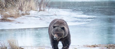 ALASKA WILDLIFE CONSERVATION CENTER – WANDERLUSTYLE – Hawaii Travel