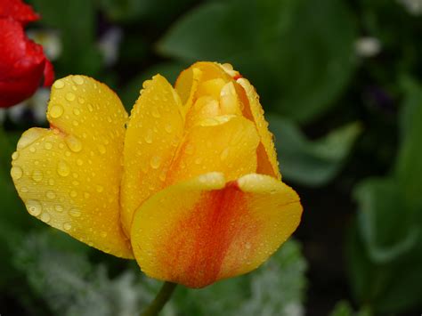 English Garden Flowers on Behance