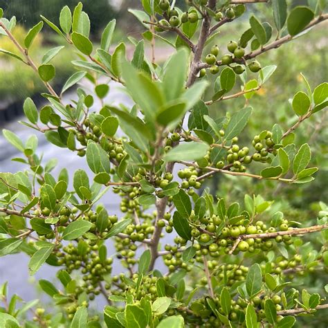 Holly Yaupon Pride Of Houston Texas Tree Farms