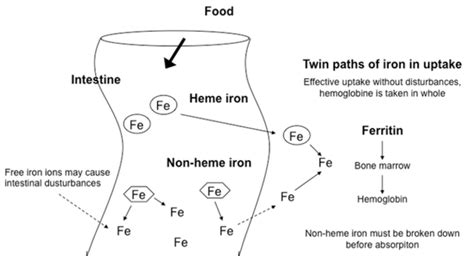 Iron absorption