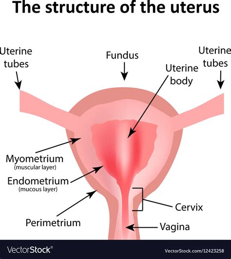 Wiring And Diagram Diagram Of Uterus In Body The Best Porn Website