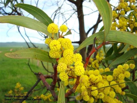 Natural Acacia pycnantha flower seed, For Plantation at Rs 99/pack in Salem