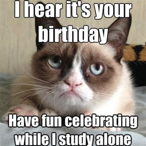 30+ Funny Grumpy Cat Birthday Memes Ideas for The Big Day Bash