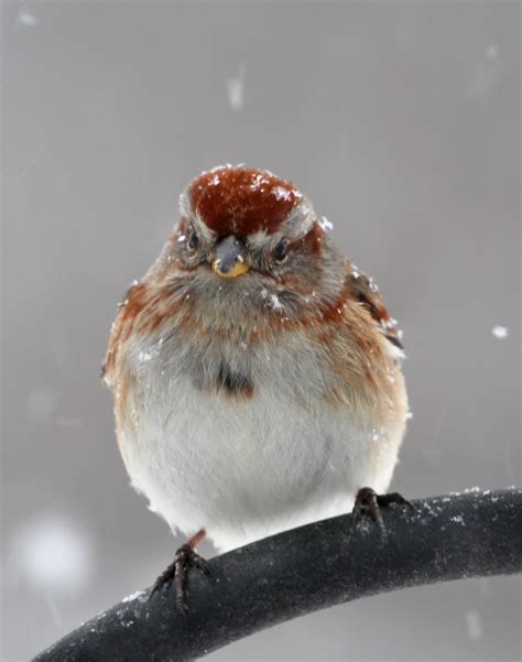 sparrows in New England | Birds of New England.com