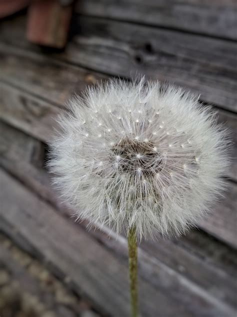 Mniszek Lekarski Dandelion Puch Darmowe zdjęcie na Pixabay Pixabay