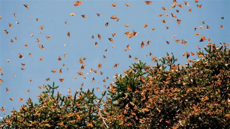 Cuánto cuesta el viaje para ver a las mariposas monarca en Michoacán