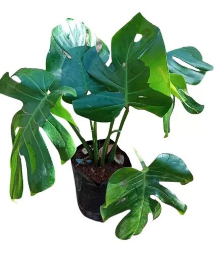 Muda Costela De Adão monstera Deliciosa Natural Parcelamento sem