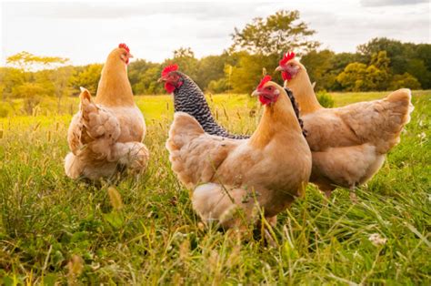 Bonnes Raisons Davoir Des Poules Dans Son Jardin Chez Vanessa