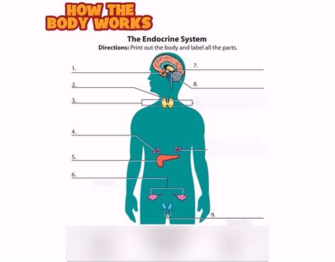 endocrine system diagram quizlet