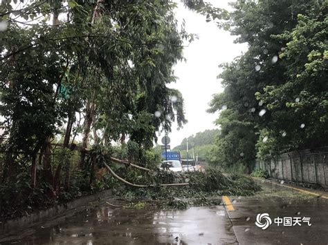 台风“海高斯”携风雨影响广东 大树倒伏砸中汽车 图片频道