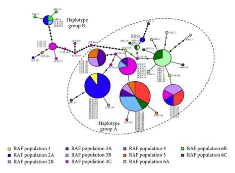 Haplotype networks generated using complete barcode fragment ...