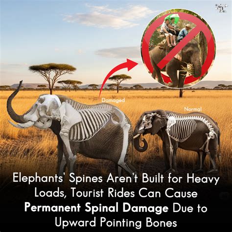 random elephants spines  built  sharp upward bones meant