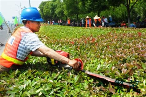 绿化养护与管理 繁茂古树名木保护（苏州）有限公司 江苏园林植物总医院