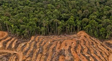 Ancaman Laju Deforestasi Dan Konflik Sosial Agroindonesia