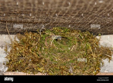 Winter Wren Nest Stock Photo Alamy