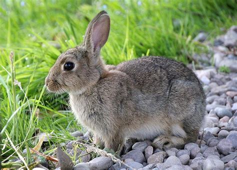 ¿dónde Viven Los Conejos Mascotas