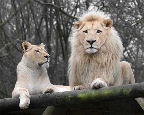 White Lions by SnowPoring on DeviantArt