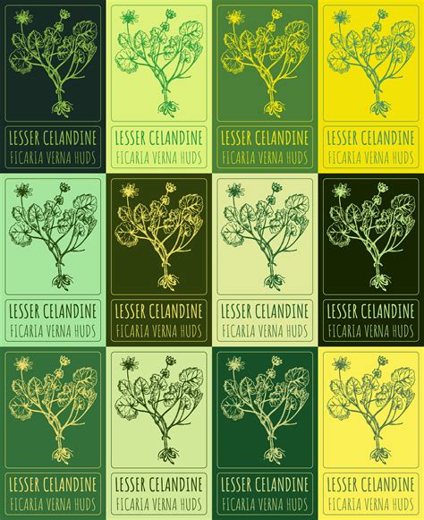 Set Of Vector Drawing Of LESSER CELANDINE In Various Colors Hand Drawn