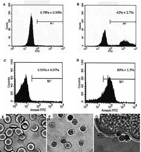 Erythrocytes Exposed To Entamoeba Histolytica Redistribute Download Scientific Diagram