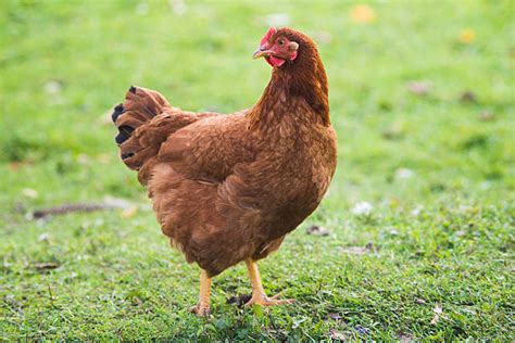 Royalty Free Rhode Island Red Hen Pictures, Images and Stock Photos ...