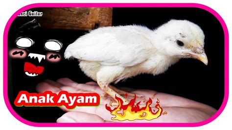 56+ Gambar Kartun Ayam Yang Lucu | Himpun Kartun