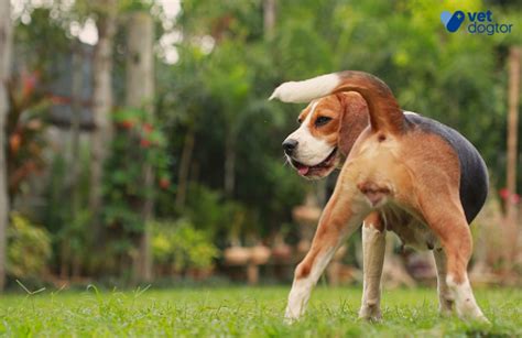 Glándulas Anales Del Perro ¿cómo Cuidarlas [vetyou ]