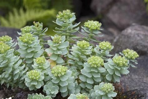 7 Rhodiola Rosea Benefits And Side Effects