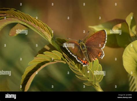 Butterfly Open Wings On Green Leaf Sorrel Sapphire Heliophorus Sena