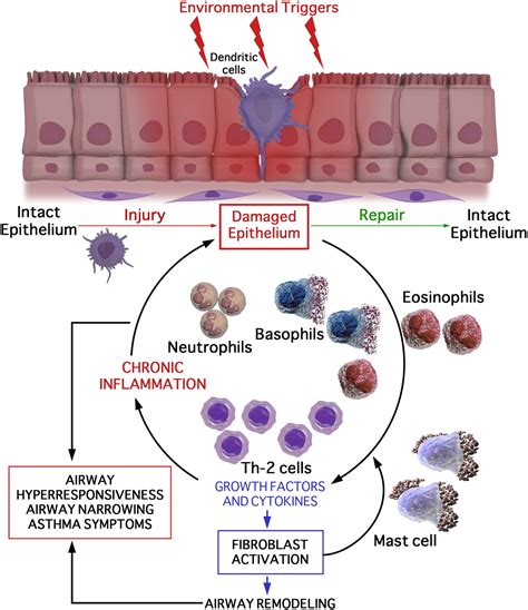 Epithelium Dysfunction In Asthma Journal Of Allergy And Clinical