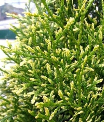 THUJA TUJA ZACHODNIA VARIEGATA W DONICY Drzewka Faworytka Pl