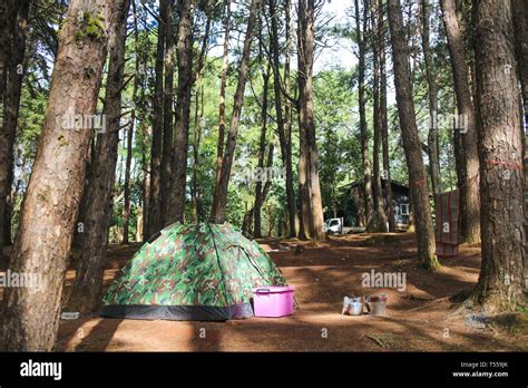 camping in forest Stock Photo - Alamy