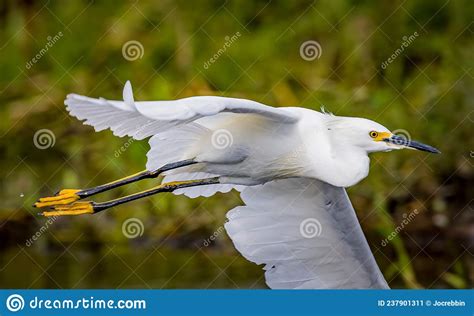 Extreme Close Up of a Snowy Egret Flying in the Air Stock Image - Image ...